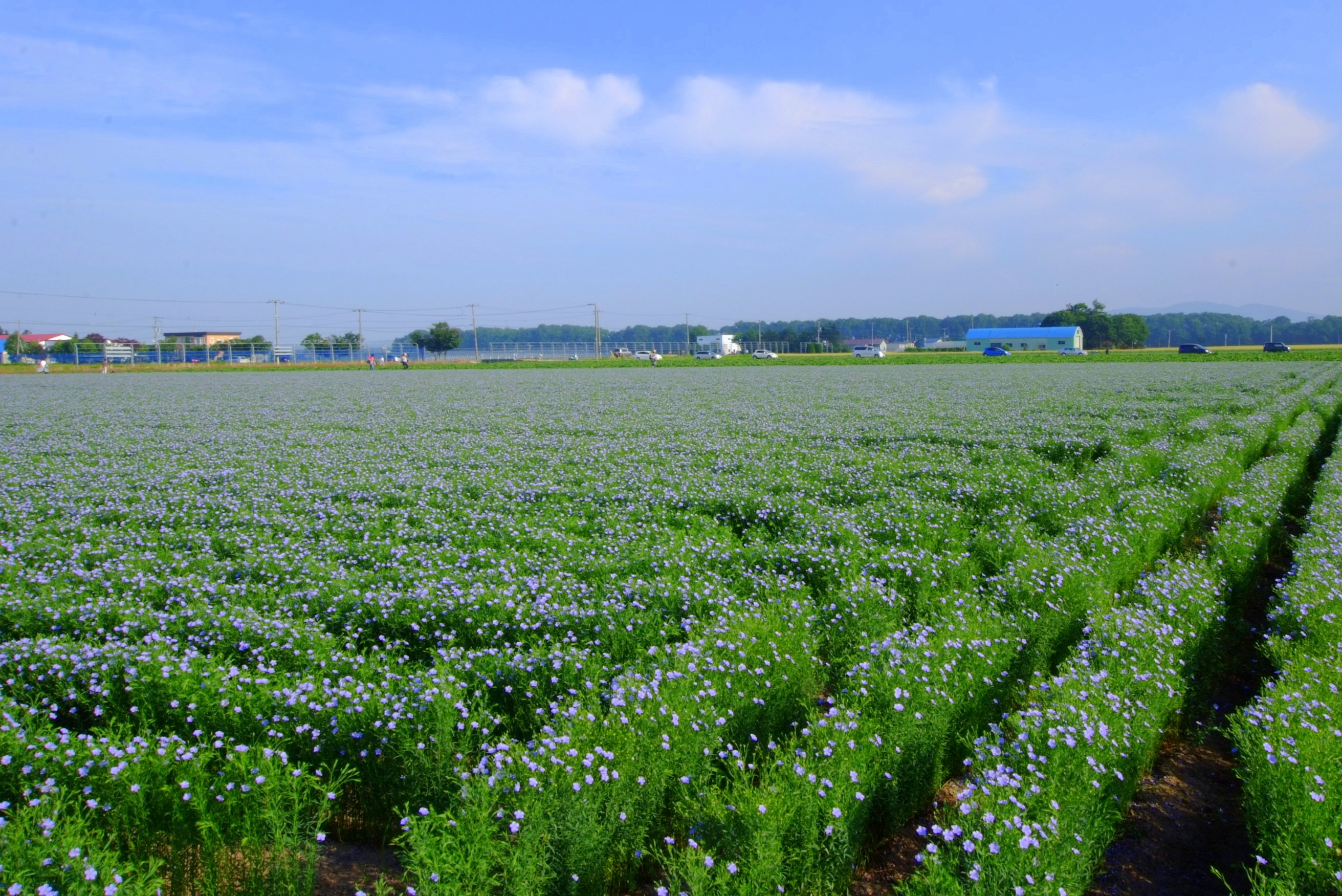 what does a flax plant look like